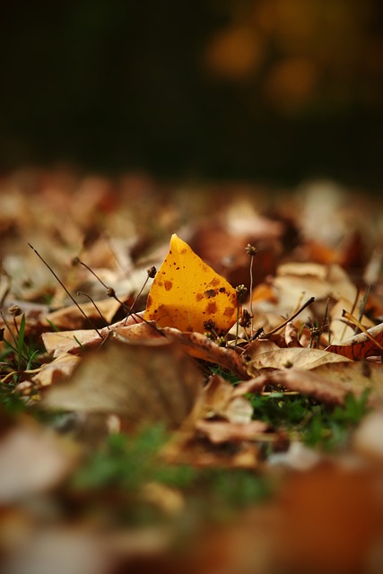 曼聯球員缺 曼聯球員缺